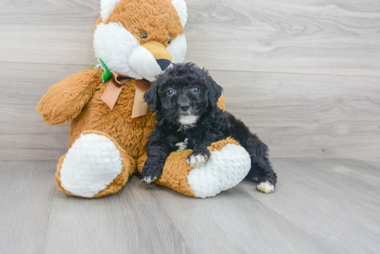 Cute Mini Sheepadoodle Poodle Mix Pup