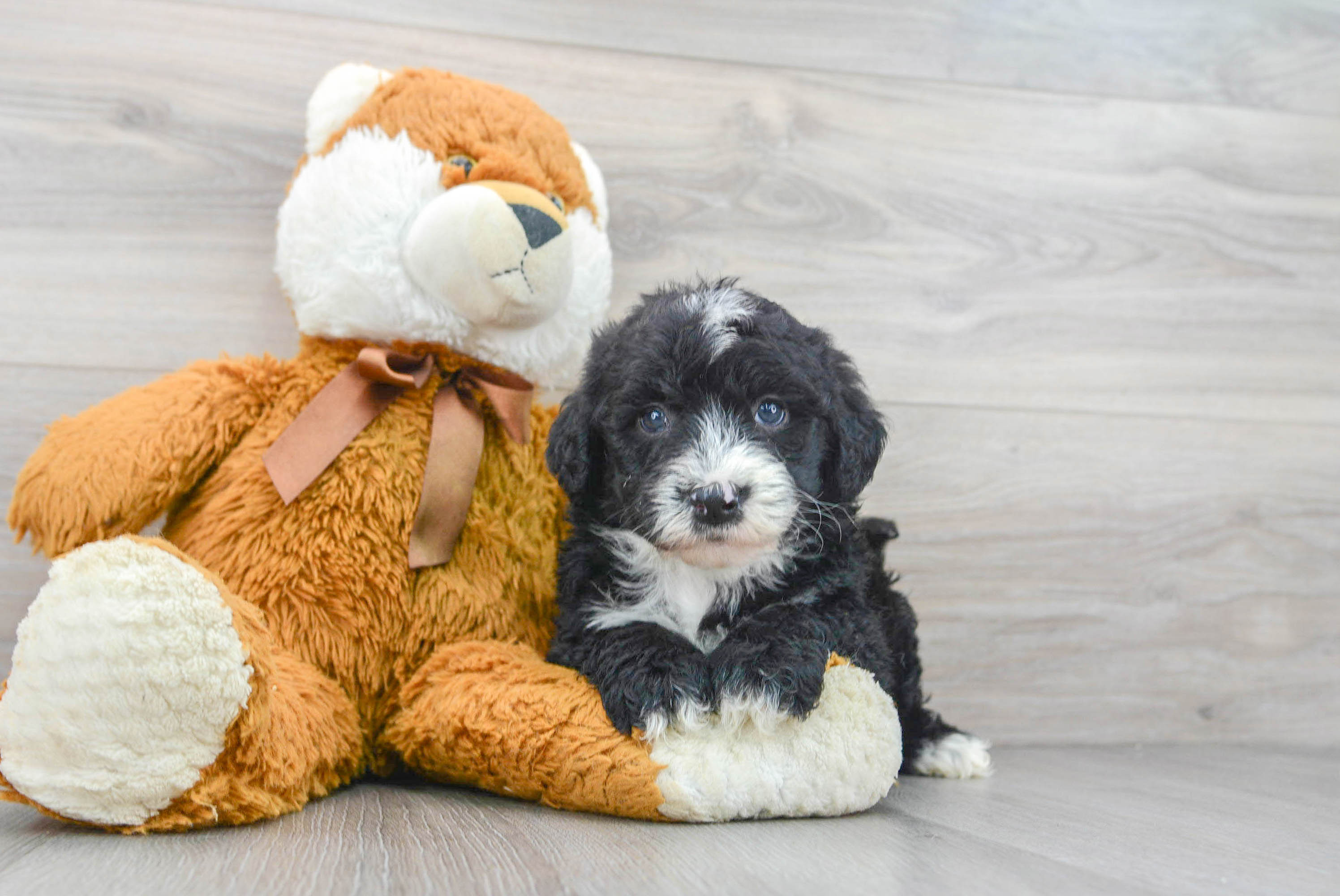 Baby sheepadoodle store