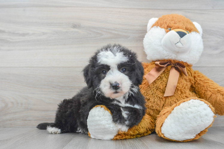 Mini Sheepadoodle Pup Being Cute