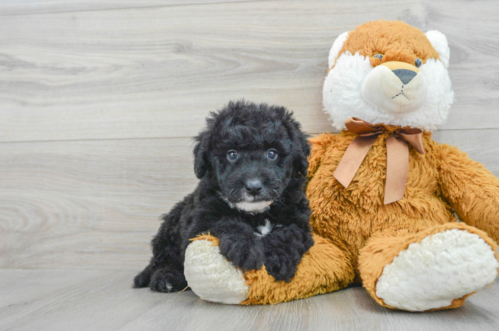 5 week old Mini Sheepadoodle Puppy For Sale - Puppy Love PR