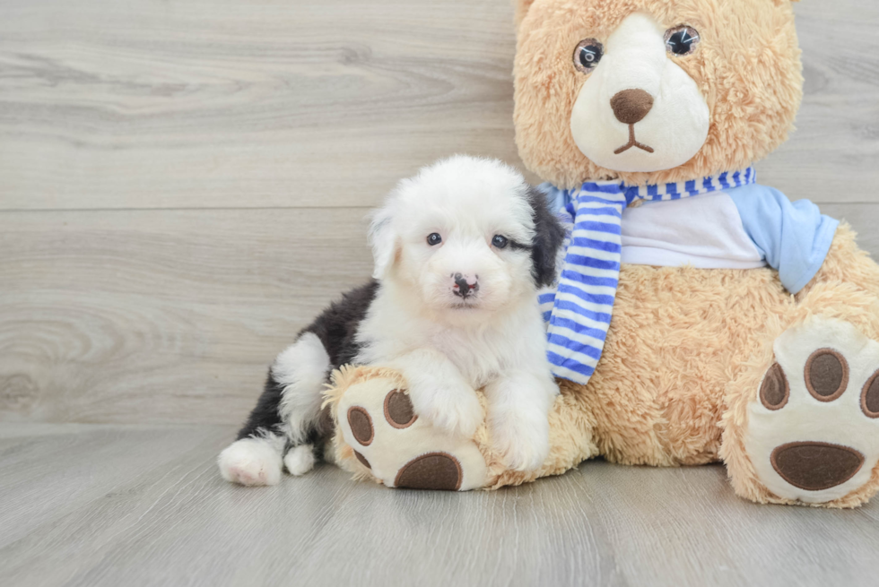 Mini Sheepadoodle Puppy for Adoption