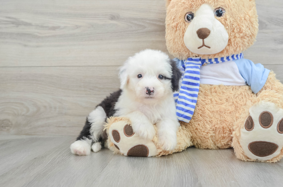 7 week old Mini Sheepadoodle Puppy For Sale - Puppy Love PR