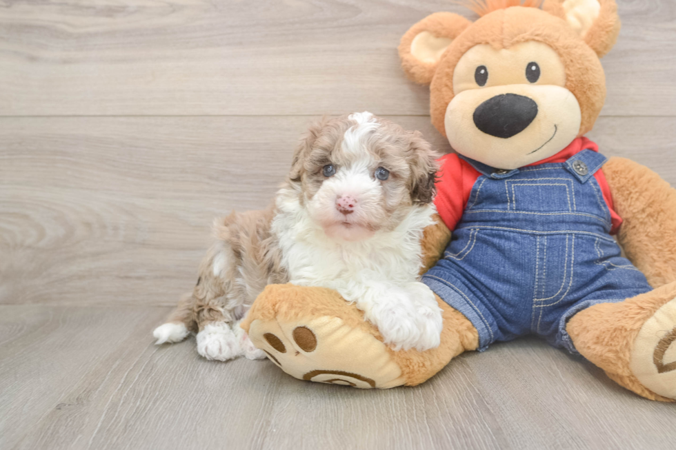 Mini Sheepadoodle Puppy for Adoption
