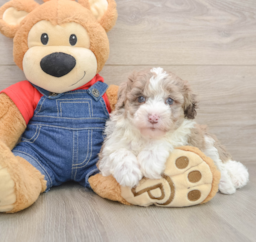 5 week old Mini Sheepadoodle Puppy For Sale - Puppy Love PR
