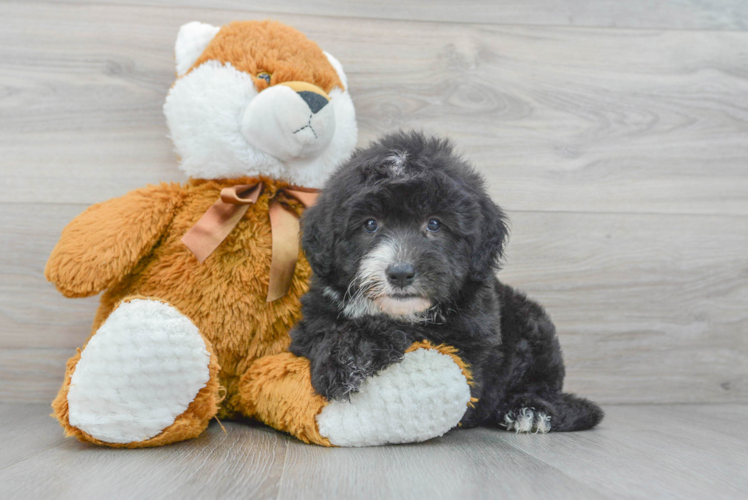 Meet Mayo - our Mini Sheepadoodle Puppy Photo 1/3 - Puppy Love PR Funny Mini Sheepadoodle Poodle Mix Pup