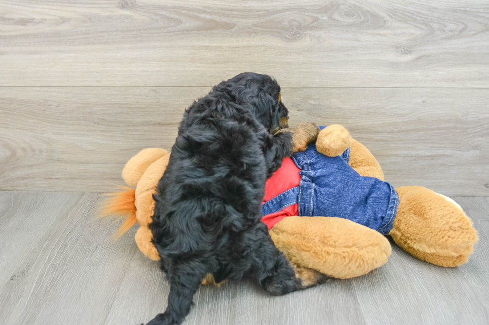 Best Mini Sheepadoodle Baby