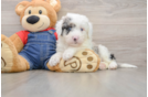Sweet Mini Sheepadoodle Baby