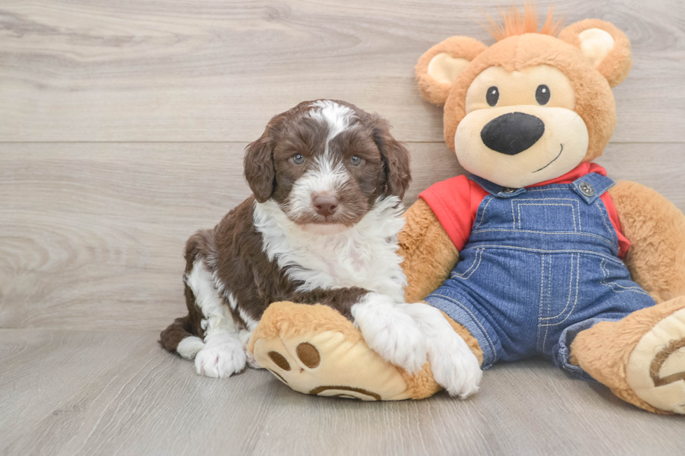 Best Mini Sheepadoodle Baby
