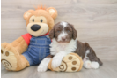 Mini Sheepadoodle Puppy for Adoption