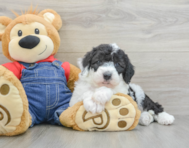 7 week old Mini Sheepadoodle Puppy For Sale - Puppy Love PR