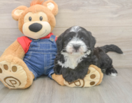 6 week old Mini Sheepadoodle Puppy For Sale - Puppy Love PR