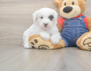 6 week old Mini Sheepadoodle Puppy For Sale - Puppy Love PR