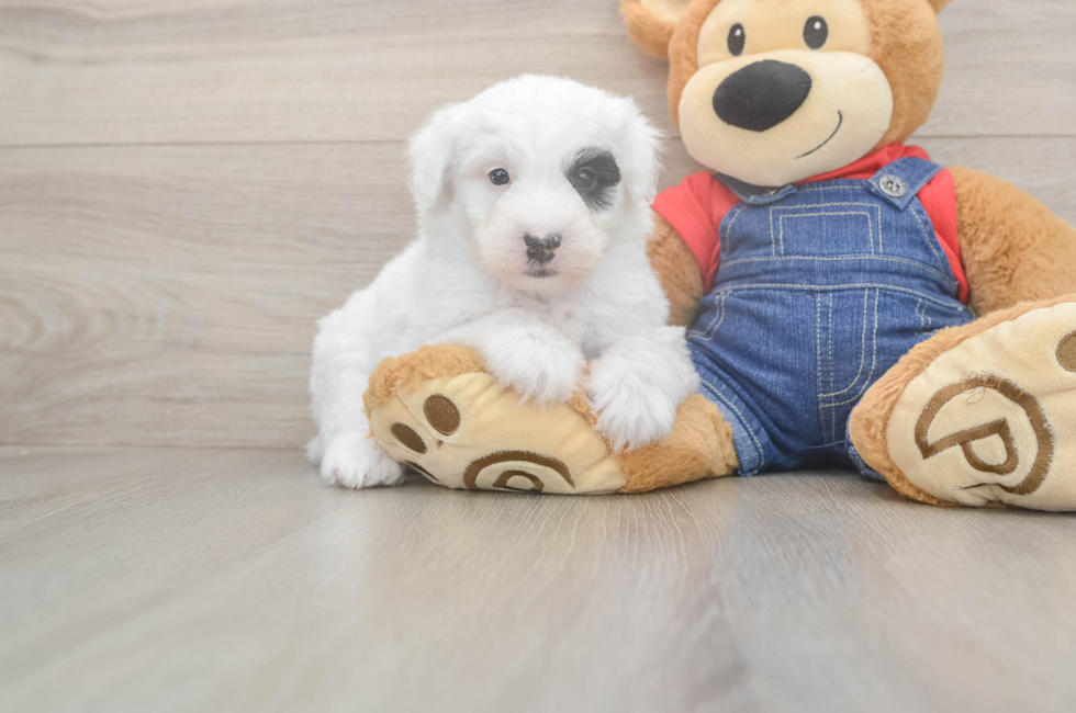 6 week old Mini Sheepadoodle Puppy For Sale - Puppy Love PR