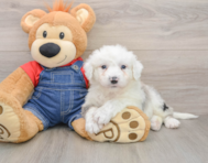 7 week old Mini Sheepadoodle Puppy For Sale - Puppy Love PR