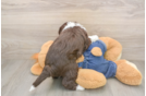 Friendly Mini Sheepadoodle Baby