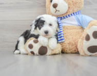 6 week old Mini Sheepadoodle Puppy For Sale - Puppy Love PR