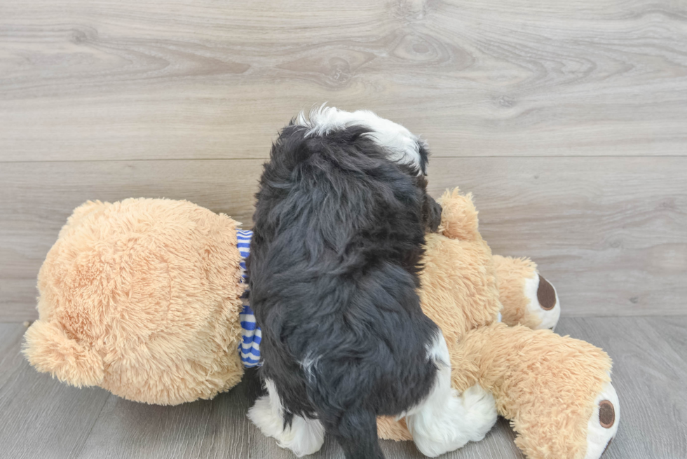 Playful Sheep Dog Poodle Mix Puppy