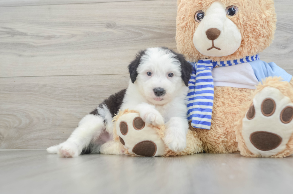 7 week old Mini Sheepadoodle Puppy For Sale - Puppy Love PR