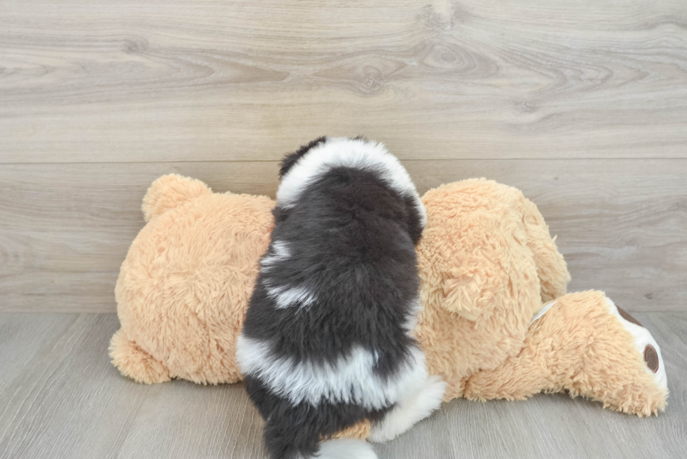 Sweet Mini Sheepadoodle Baby