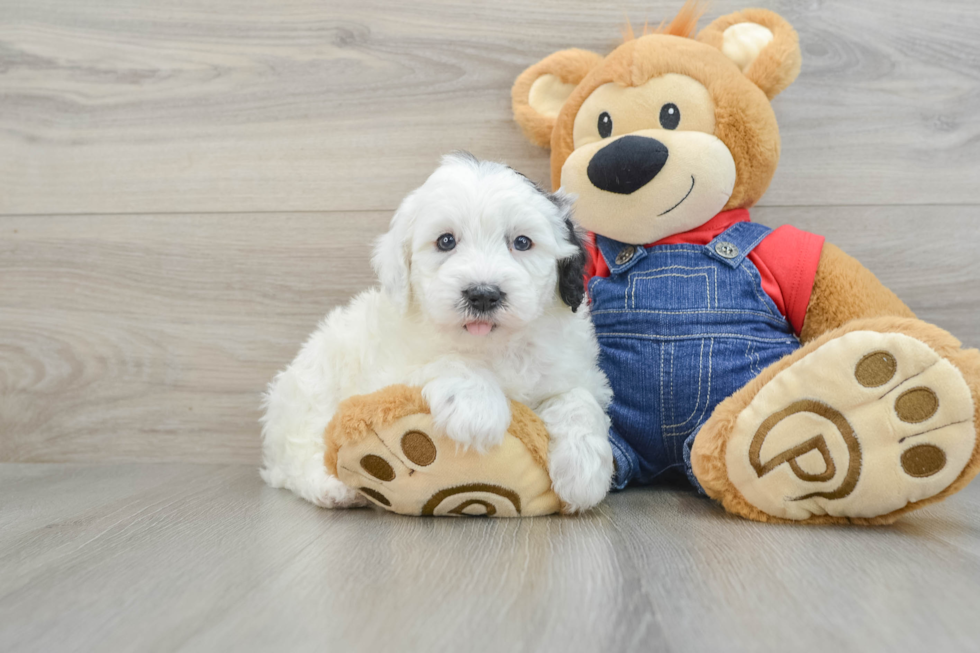 Mini Sheepadoodle Puppy for Adoption