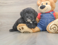 6 week old Mini Sheepadoodle Puppy For Sale - Puppy Love PR