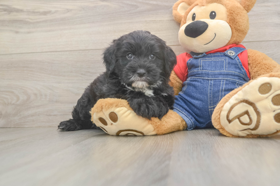 6 week old Mini Sheepadoodle Puppy For Sale - Puppy Love PR