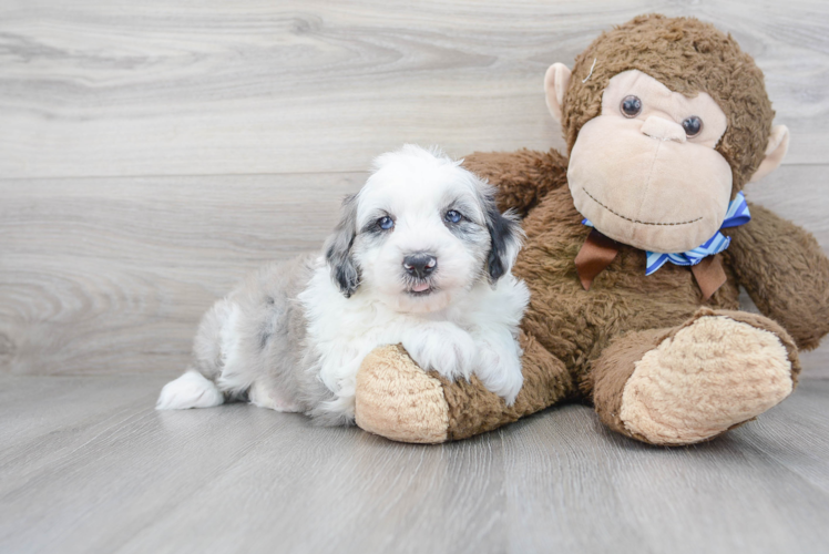 Meet Mika - our Mini Sheepadoodle Puppy Photo 1/3 - Puppy Love PR Best Mini Sheepadoodle Baby