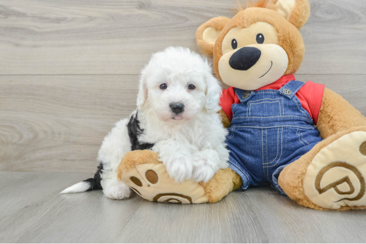 Meet Milkshake - our Mini Sheepadoodle Puppy Photo 1/3 - Puppy Love PR Mini Sheepadoodle Puppy for Adoption