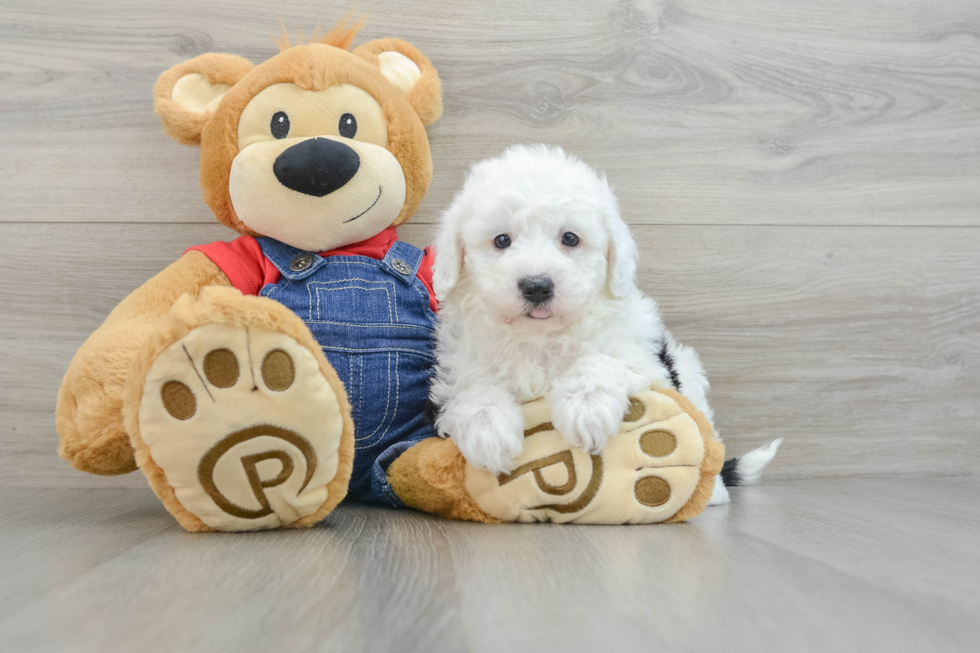 Happy Mini Sheepadoodle Baby