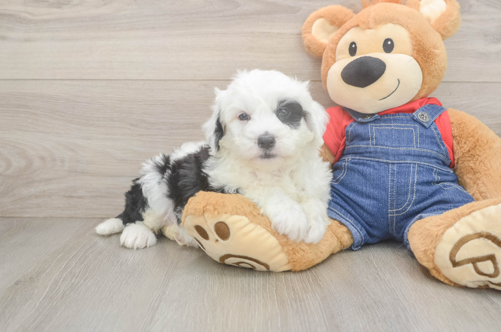 6 week old Mini Sheepadoodle Puppy For Sale - Puppy Love PR