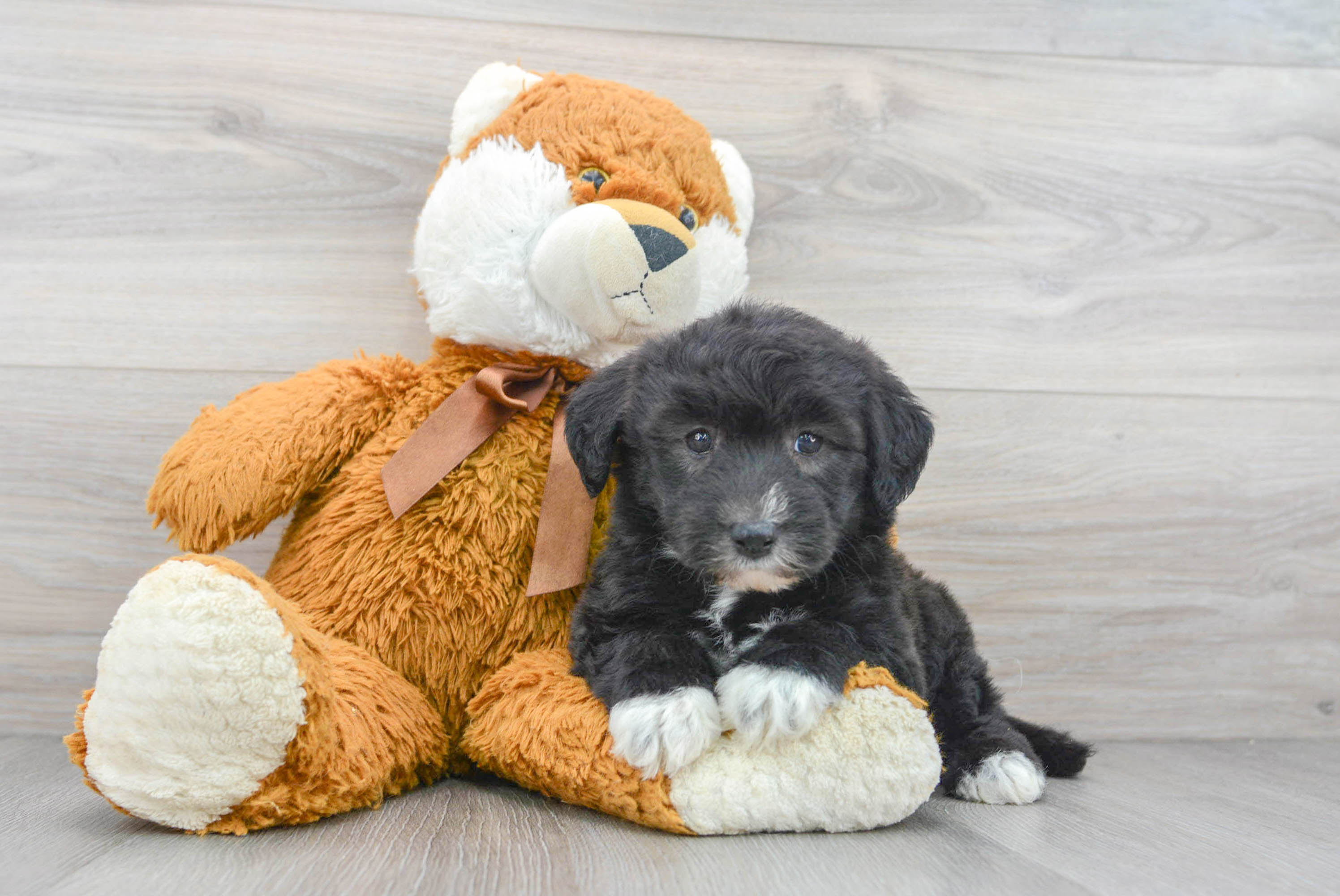 Little Sheep Dog Poodle Mix Puppy