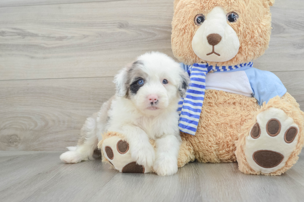 7 week old Mini Sheepadoodle Puppy For Sale - Puppy Love PR