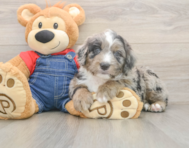 6 week old Mini Sheepadoodle Puppy For Sale - Puppy Love PR