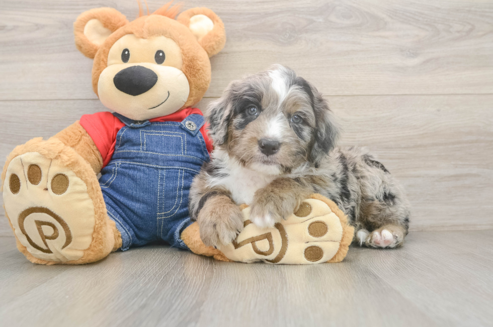 6 week old Mini Sheepadoodle Puppy For Sale - Puppy Love PR