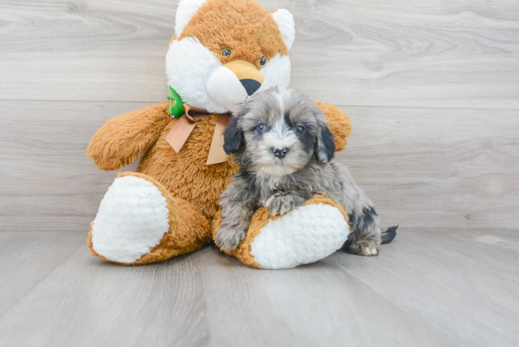 Meet Monopoly - our Mini Sheepadoodle Puppy Photo 1/3 - Puppy Love PR Mini Sheepadoodle Puppy for Adoption