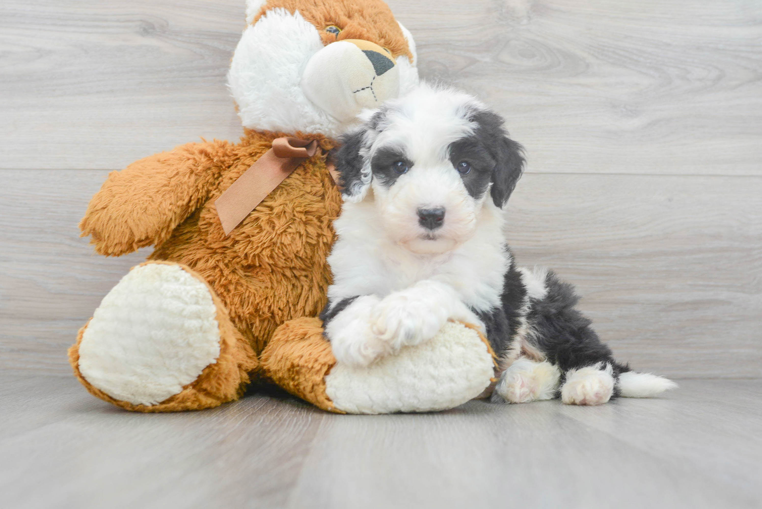 Sheep and hot sale poodle mix