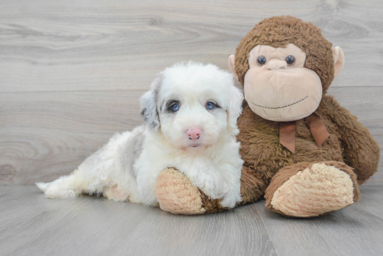 Playful Sheep Dog Poodle Mix Puppy