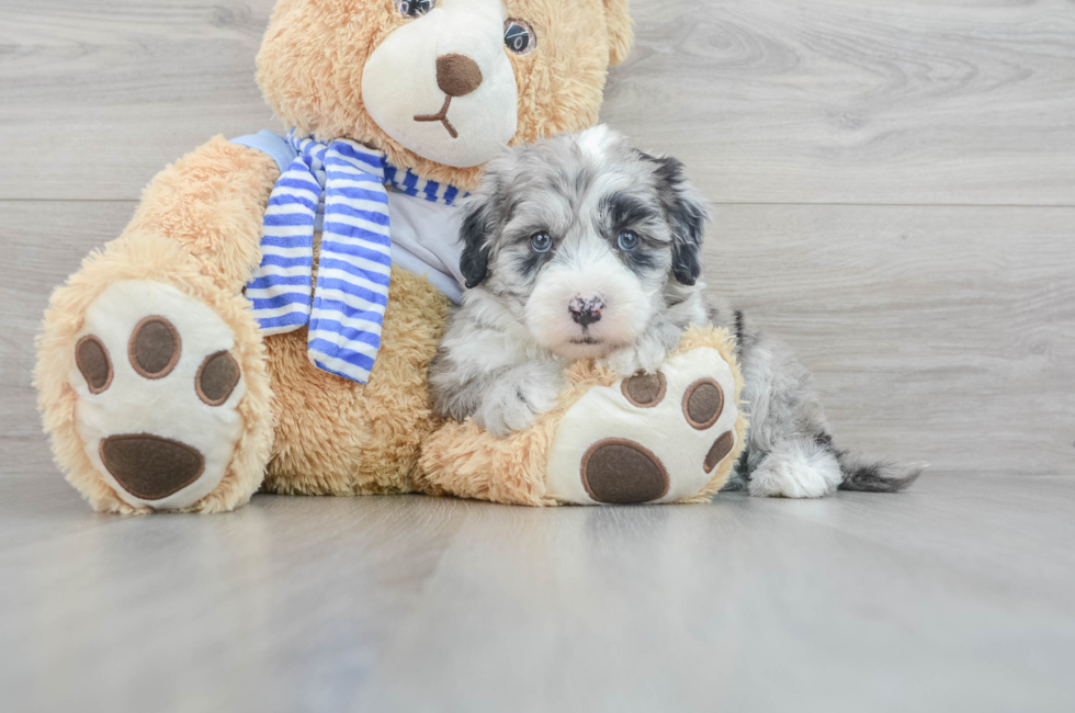 7 week old Mini Sheepadoodle Puppy For Sale - Puppy Love PR