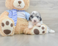 8 week old Mini Sheepadoodle Puppy For Sale - Puppy Love PR