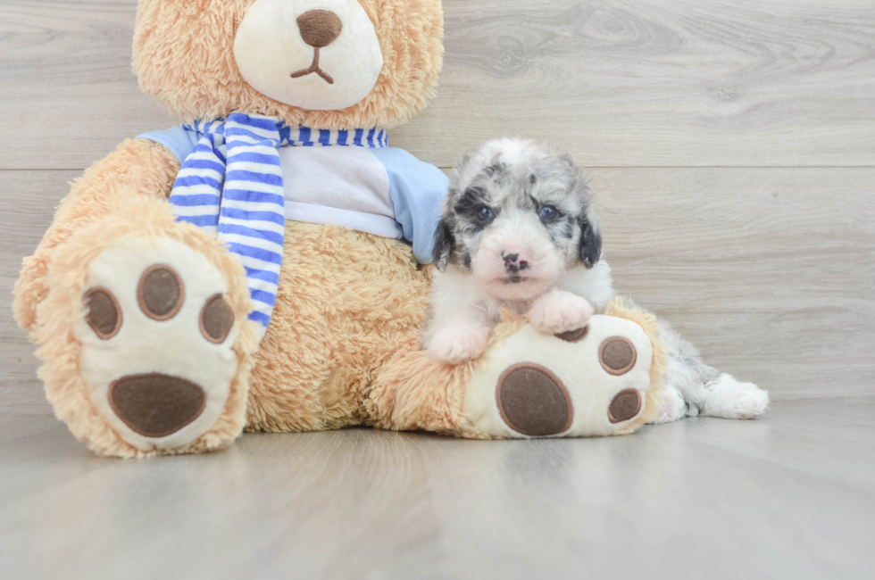 8 week old Mini Sheepadoodle Puppy For Sale - Puppy Love PR