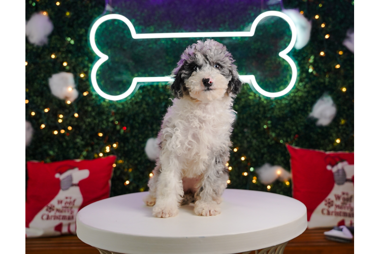 Cute Mini Sheepadoodle Poodle Mix Pup