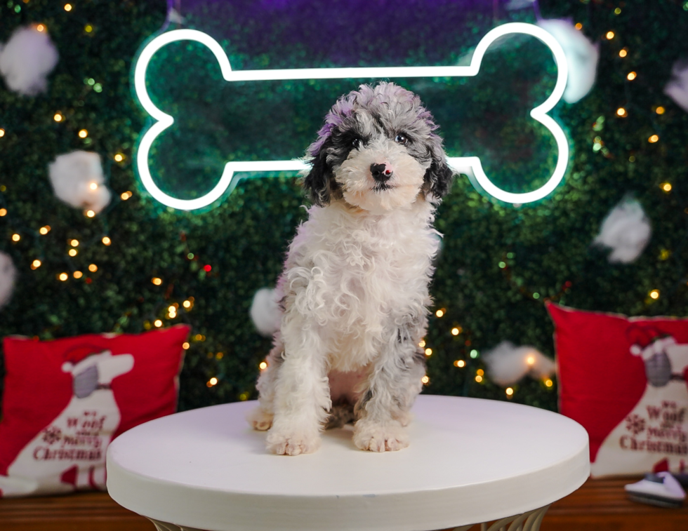 Cute Mini Sheepadoodle Poodle Mix Pup