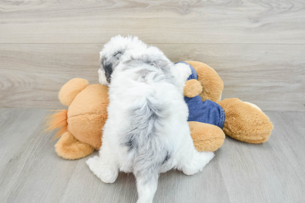 Smart Mini Sheepadoodle Poodle Mix Pup