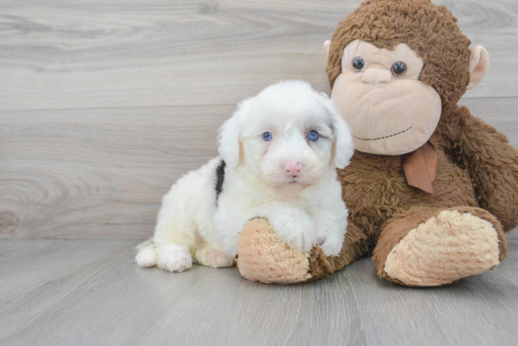 Meet Moonbeam - our Mini Sheepadoodle Puppy Photo 1/3 - Puppy Love PR Little Sheep Dog Poodle Mix Puppy