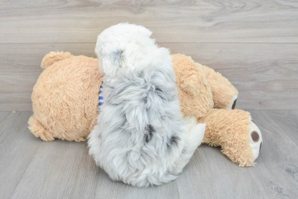 Best Mini Sheepadoodle Baby