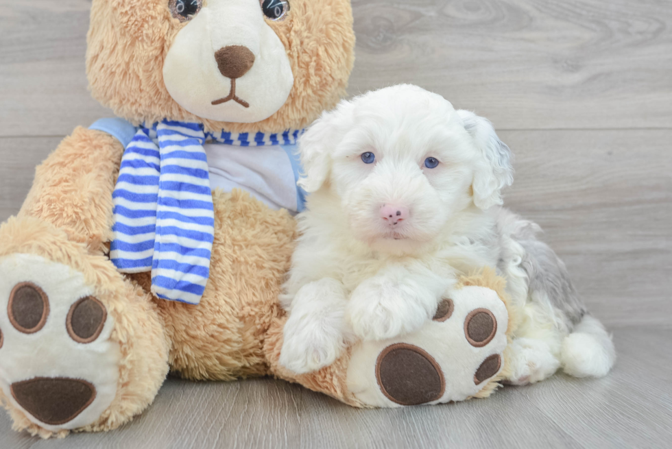 Mini Sheepadoodle Puppy for Adoption