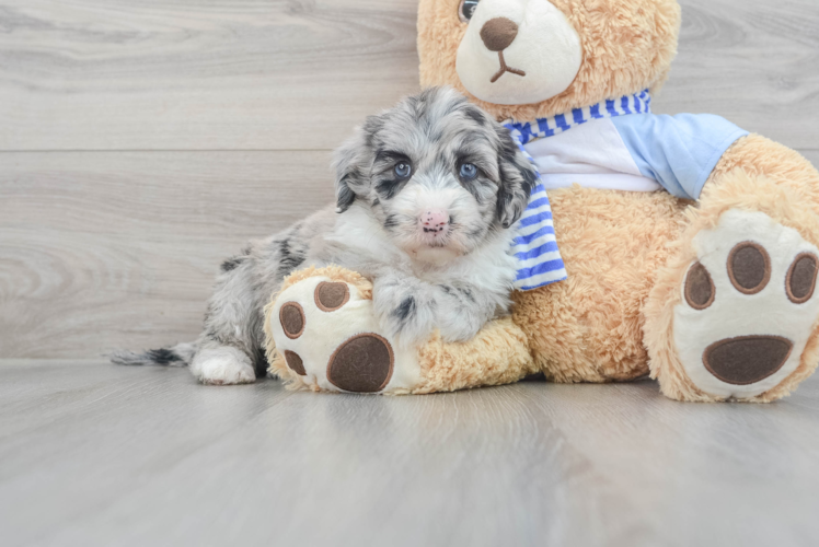 Meet Mykonos - our Mini Sheepadoodle Puppy Photo 1/3 - Puppy Love PR Hypoallergenic Sheep Dog Poodle Mix Puppy