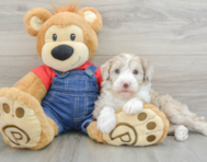 7 week old Mini Sheepadoodle Puppy For Sale - Puppy Love PR
