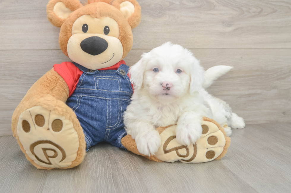 6 week old Mini Sheepadoodle Puppy For Sale - Puppy Love PR