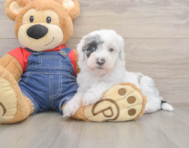 6 week old Mini Sheepadoodle Puppy For Sale - Puppy Love PR